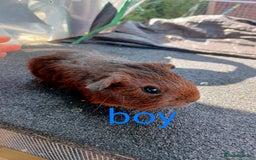 Guinea Pig rodents for sale: 6 Baby male guinea pig - Image 1