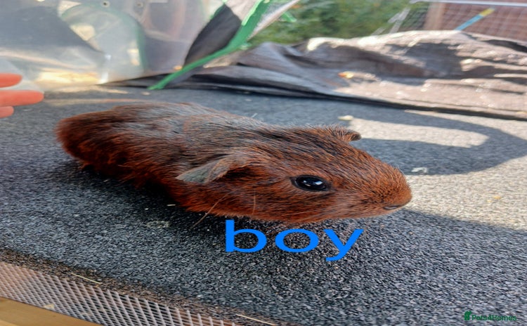 Guinea Pig rodents - Advert 14