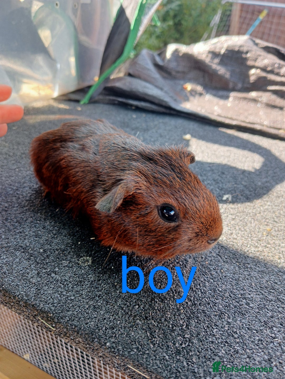 Guinea Pig rodents for sale: 6 Baby male guinea pig - Image 1