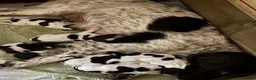 English Springer Spaniel dogs for sale: Springer Spaniel Puppies  in West Linton - Advert 2