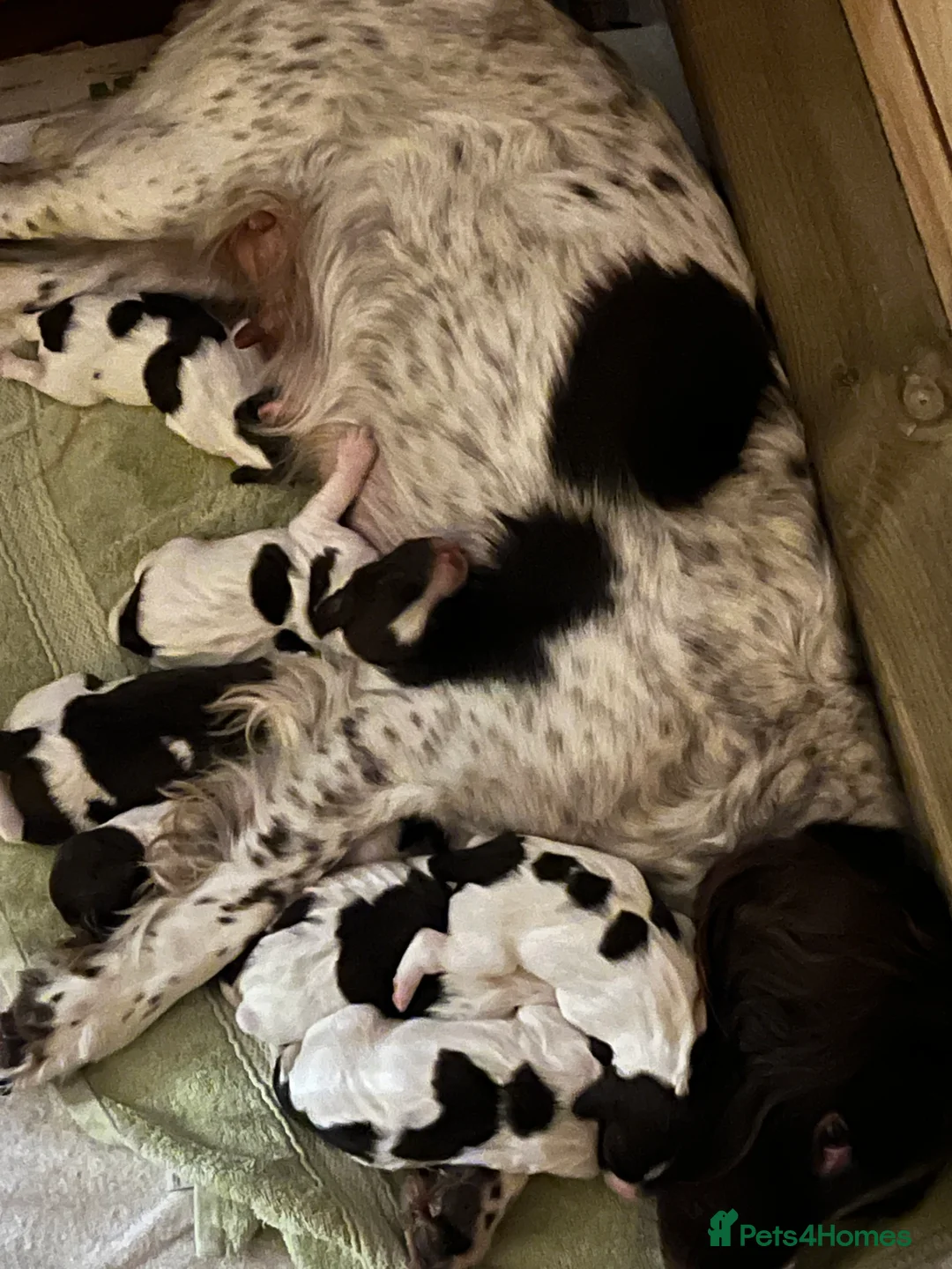 English Springer Spaniel dogs for sale: Springer Spaniel Puppies  in West Linton - Advert 2