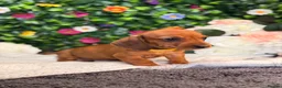 Dachshund dogs for sale: Standard Dachshund Puppies - READY NOW - Advert 12