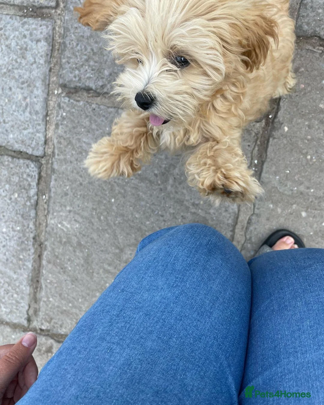 Mixed Breed dogs for sale: Alfie Champagne-Red  **  Maltipoo - Advert 8