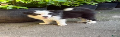 Border Collie 1