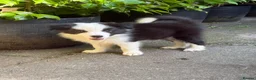 Border Collie dogs for sale: 4 Border Collie puppies in Wigan - Advert 11