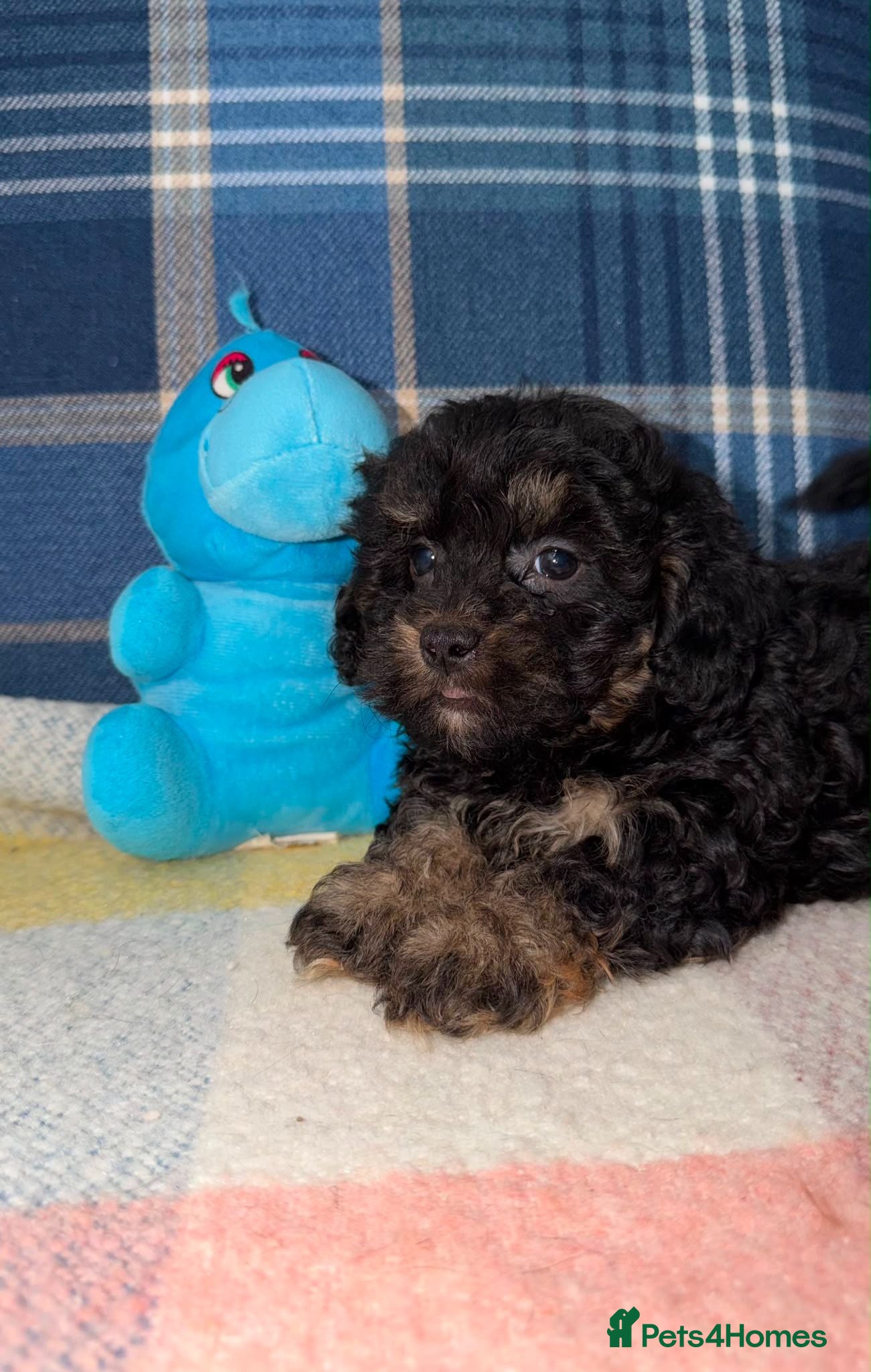 Shihpoo dogs 💜🧡💛Stunning Shihpoo Puppies Ready Now💛🧡💜 - Advert 2