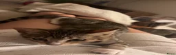 Mixed Breed cats for sale: 2 Half Bengal x Tabby kittens (Must go together.) - Advert 7