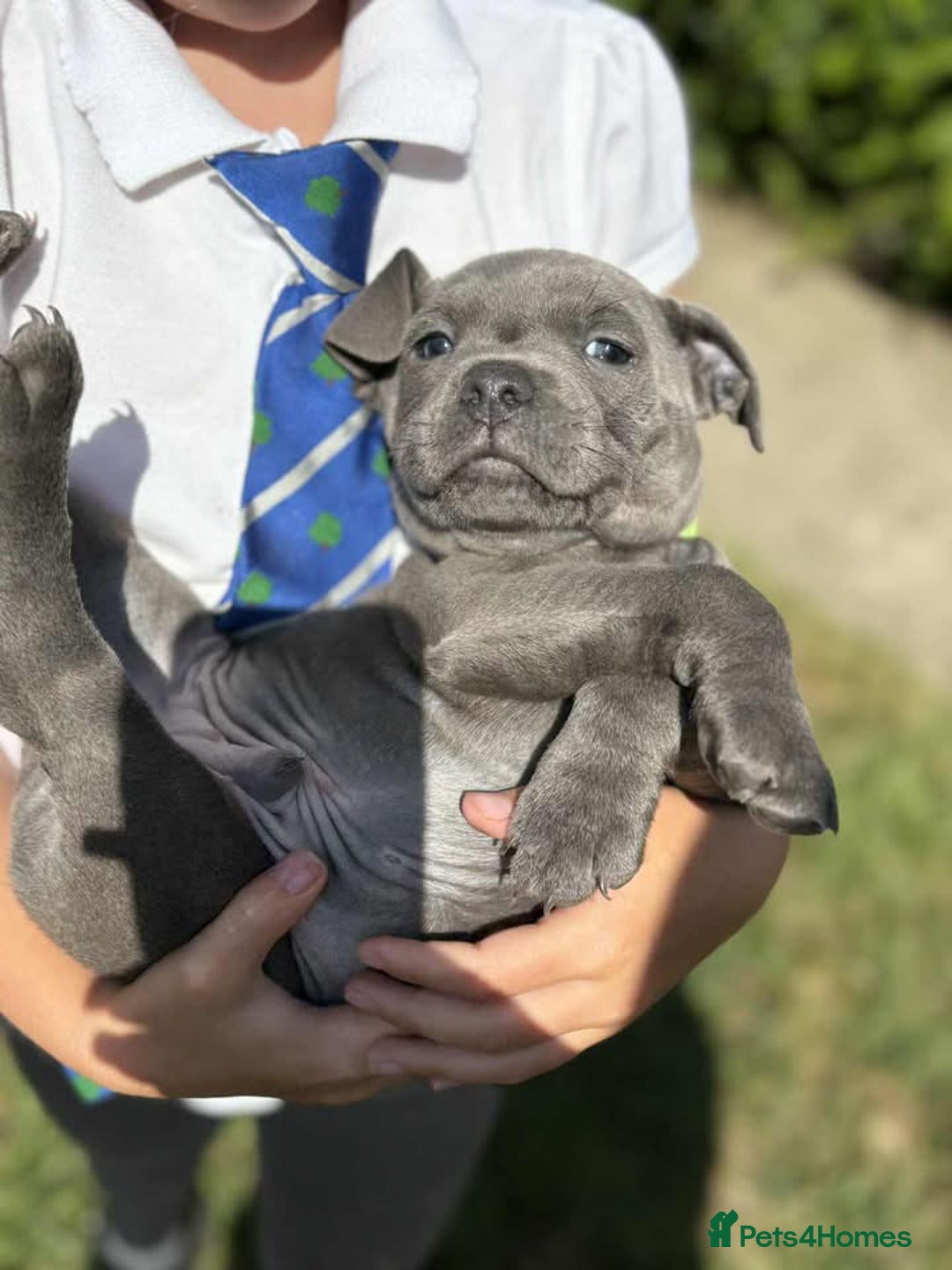 Staffordshire Bull Terrier dogs for sale: 💥READY TO LEAVE NOW 💥 PURE BLUE STAFFS PUPS🩵 in Barnsley - Image 37