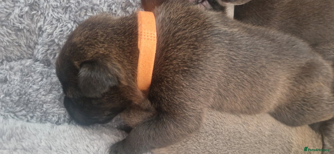 Staffordshire Bull Terrier dogs for sale: Staffordshire Bull Terrier Pups - Image 2