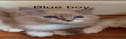 Ragdoll cats for sale: Ragdoll for sale - Advert 8