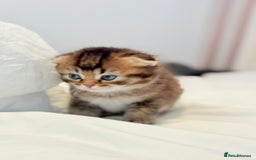 Scottish Fold cats for sale: Half Scottish half British short hair  in London - Image 27