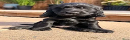 Cocker Spaniel dogs for sale: Outstanding KC Show cocker spaniel puppies - Advert 4