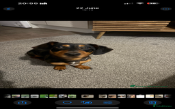 Mixed Breed dogs for sale: Dachshund cross jack russel terrier  - Image 3