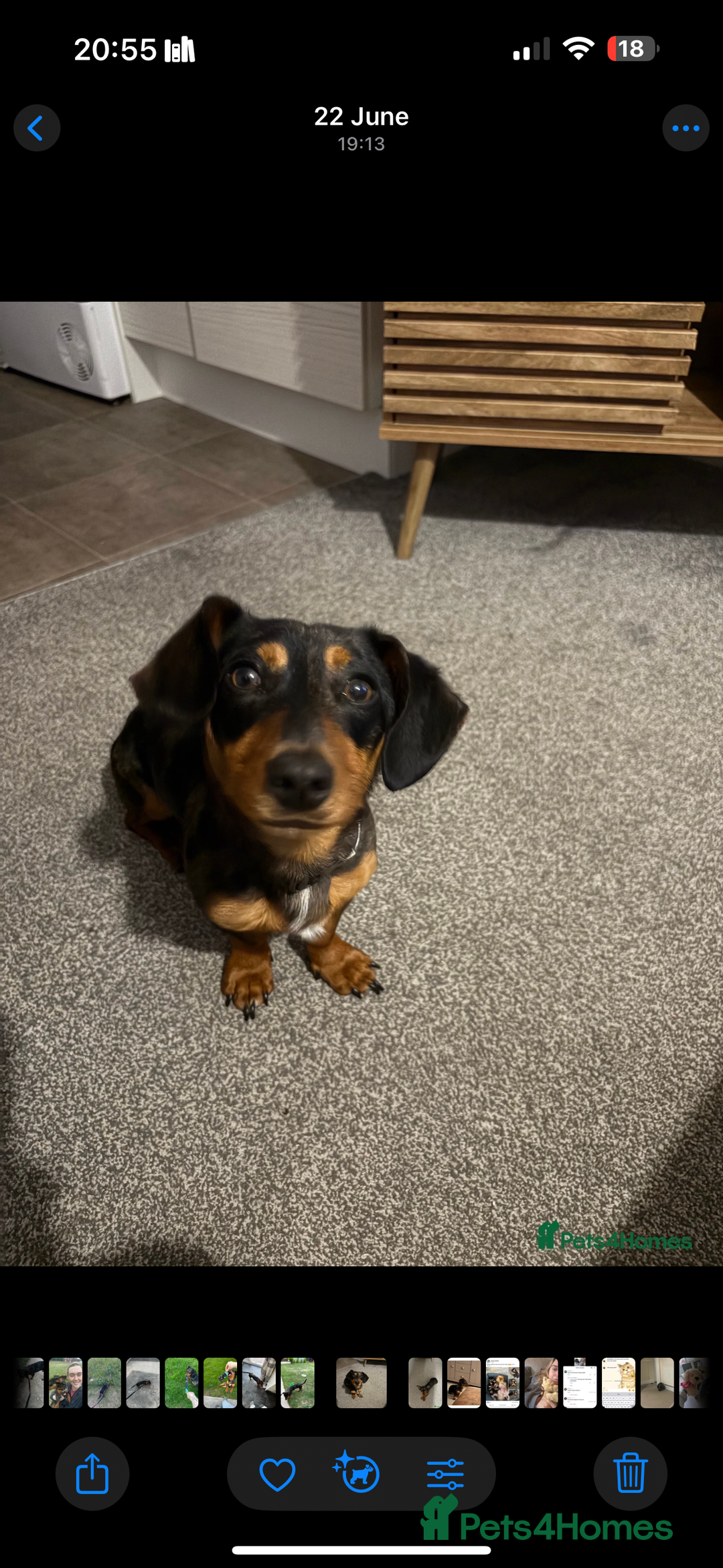 Mixed Breed dogs for sale: Dachshund cross jack russel terrier  - Image 3
