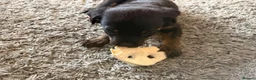 Rottweiler dogs for sale: Rottweiler puppy in Bolton - Advert 4