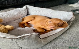 Hungarian Vizsla dogs for stud: Hungarian Vizsla Stud - Image 17