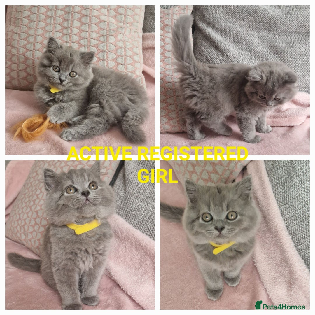 British Longhair cats for sale: ACTIVE REGISTERED BLH GIRL, GCCF, PEDIGREE - Image 14