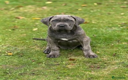 Cane Corso dogs for sale: Cane corso puppy’s  - Image 2