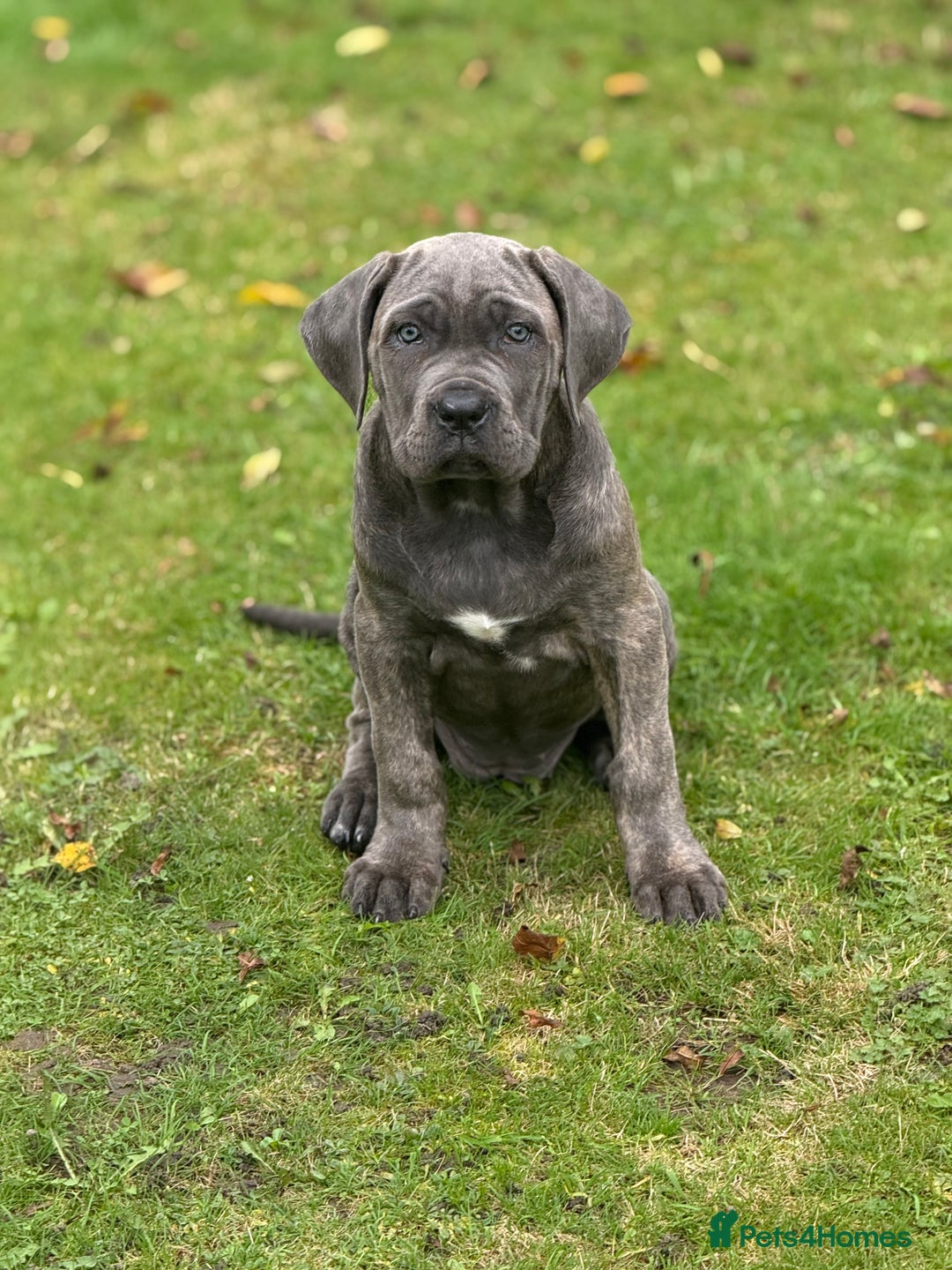 Cane Corso dogs for sale: Cane corso puppy’s  - Image 2