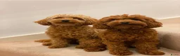Cavapoo dogs for sale: Cavapoo F1B puppies - Advert 12