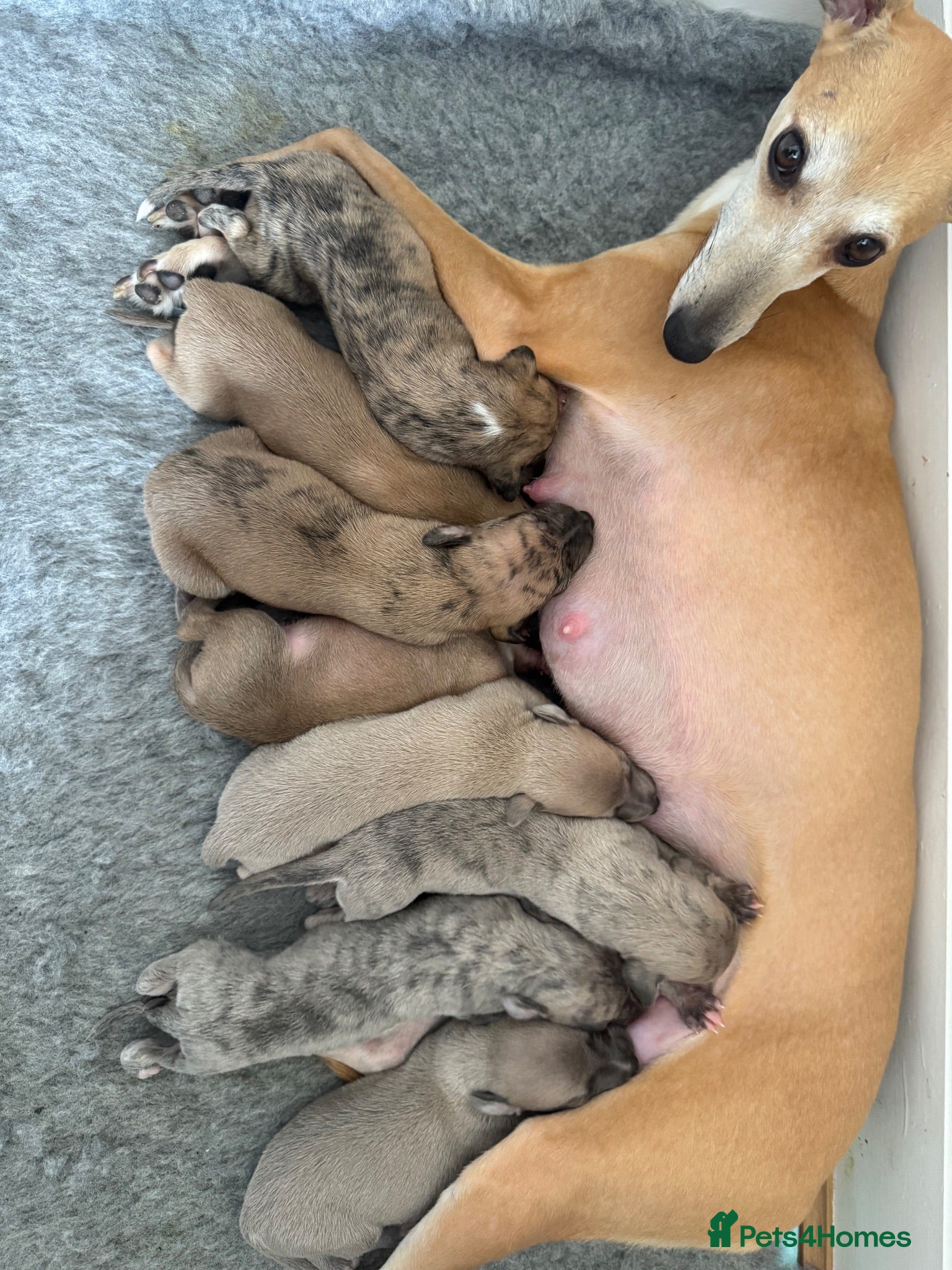 Whippet dogs Exceptional litter of KC registered whippets - Advert 10