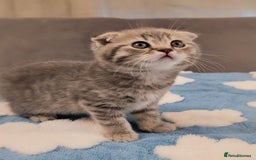 Scottish Fold cats for sale: Adorable Kittens Ready For New Home - Image 9