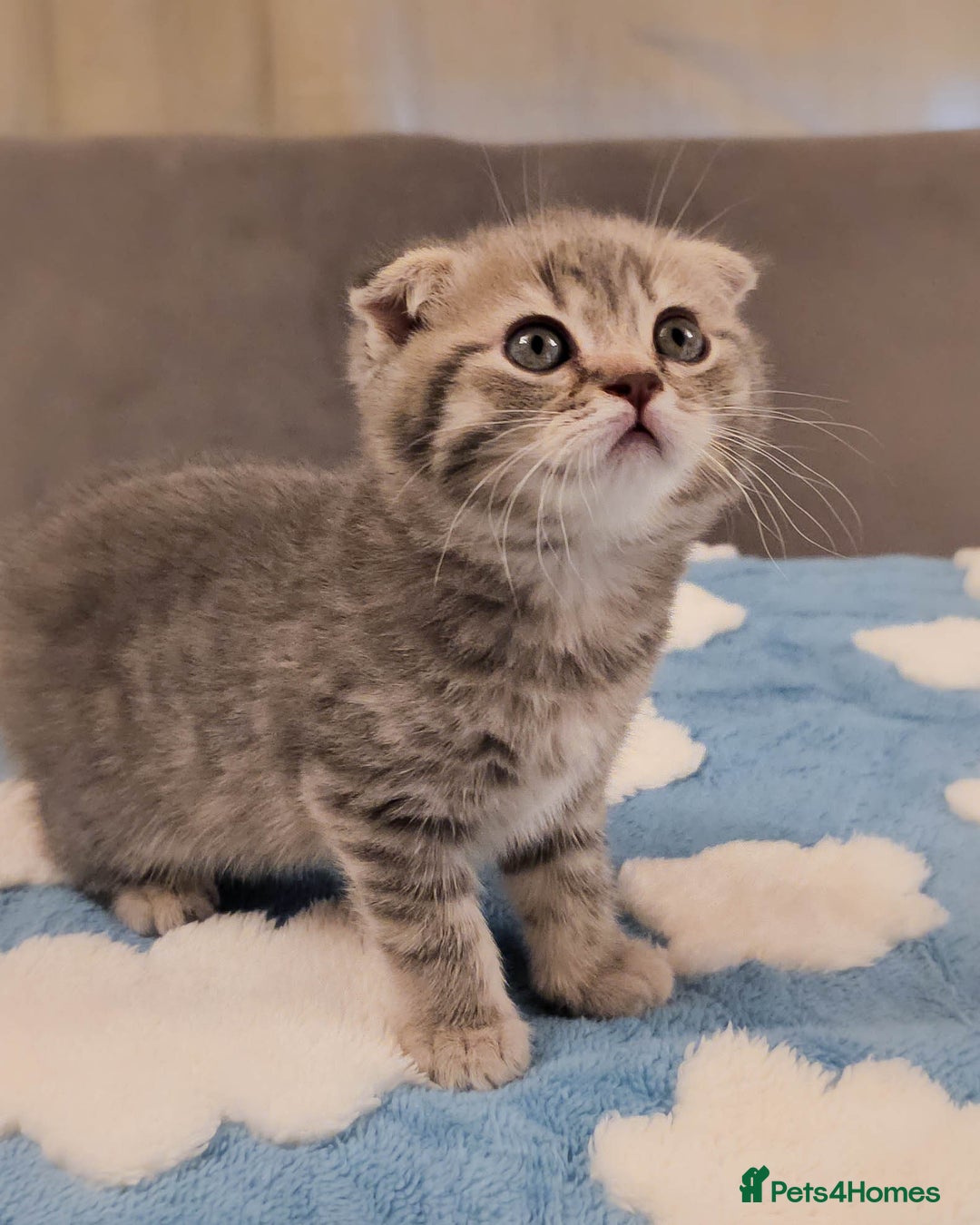 Scottish Fold cats for sale: Adorable Kittens Ready For New Home - Image 9