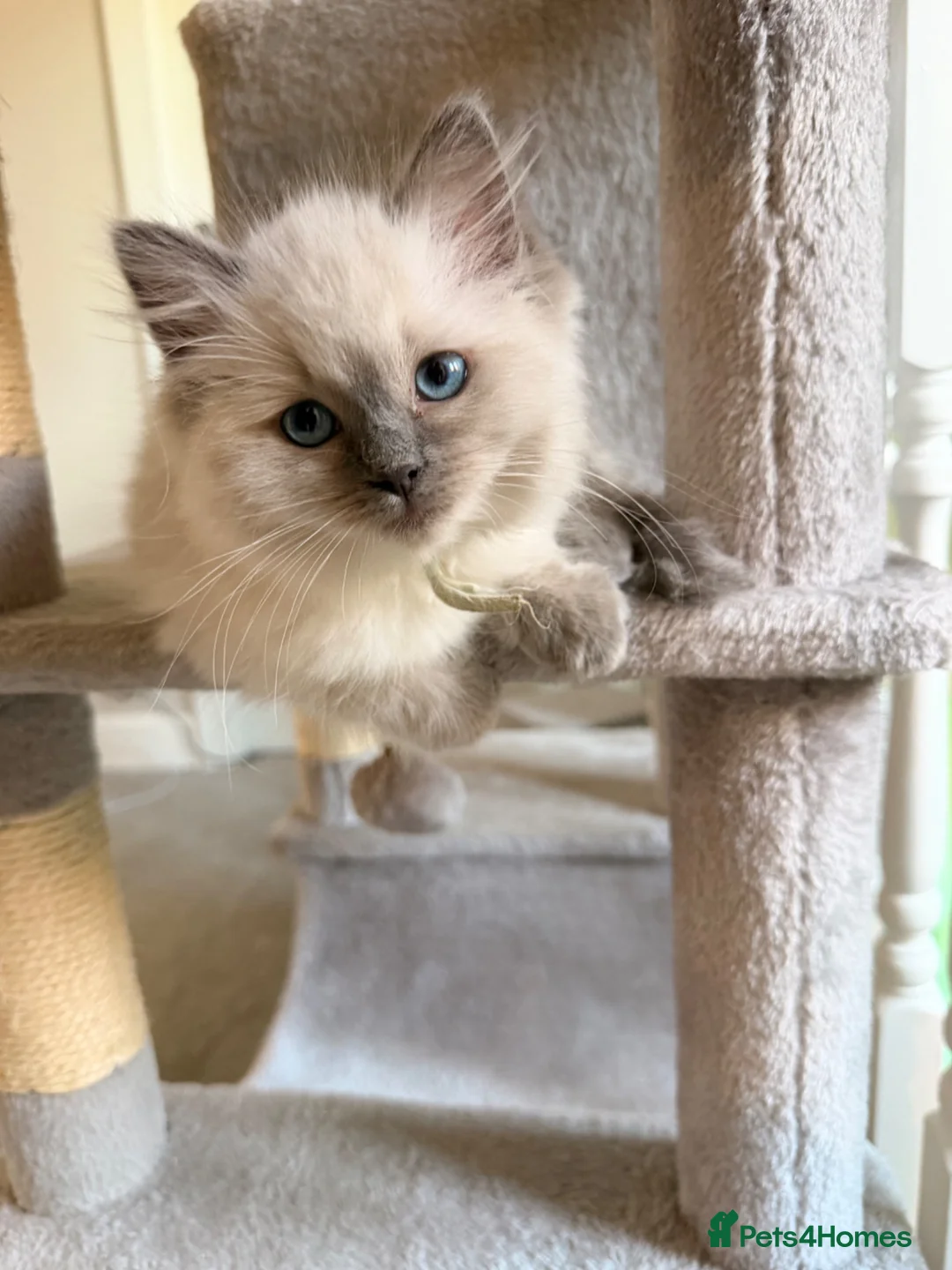 Ragdoll cats for sale: GCCF Ragdoll pedigree kittens blue point  - Advert 1