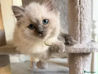 Ragdoll cats GCCF Ragdoll pedigree kittens - Advert 5