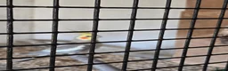 Cockatiels birds for sale: Proven pair pied cockatield - Advert 4