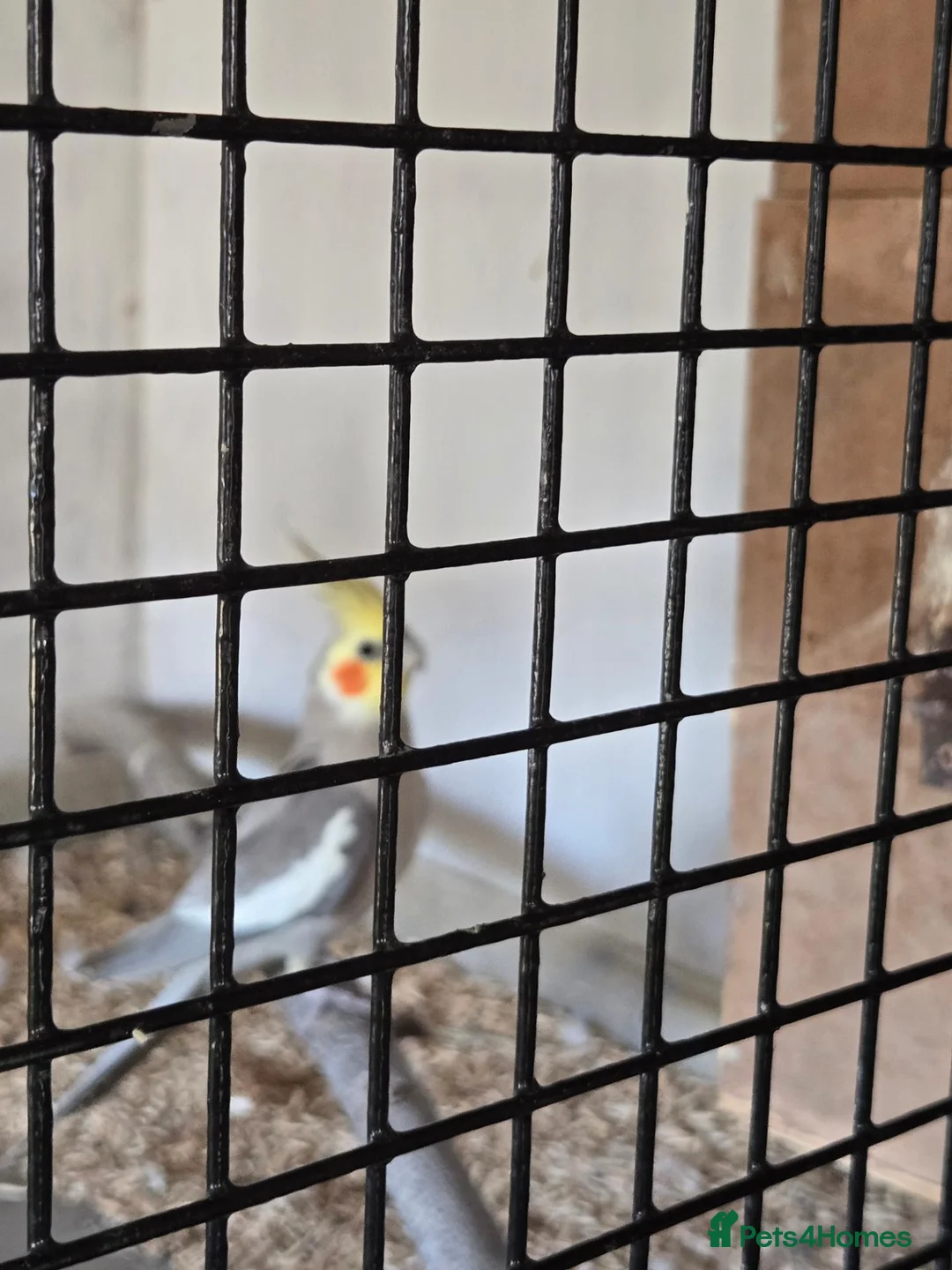 Cockatiels birds for sale: Proven pair pied cockatield - Advert 4