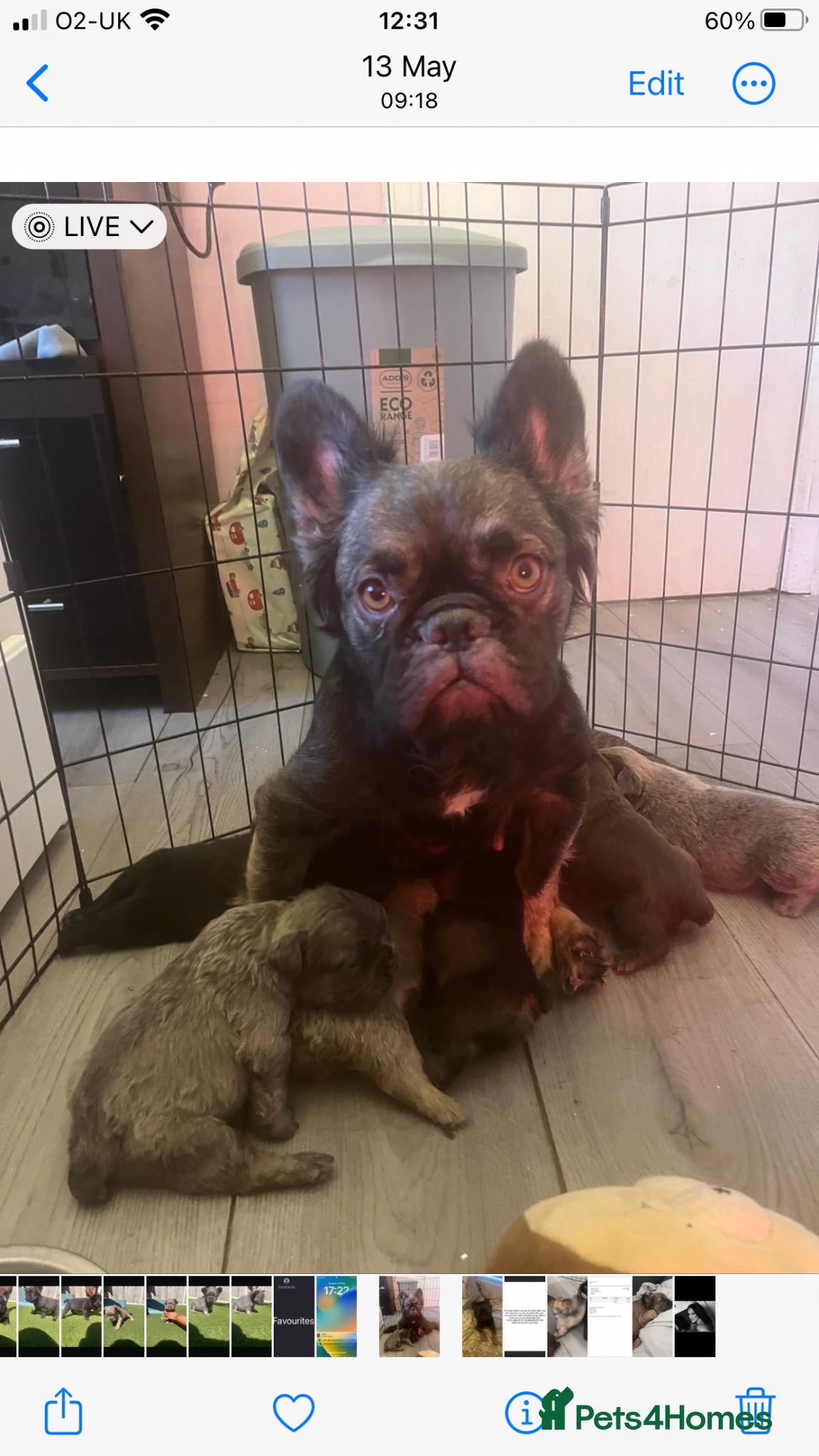 French Bulldog dogs Gorgeous longhaired frenchies carrying pink gene  - Advert 1