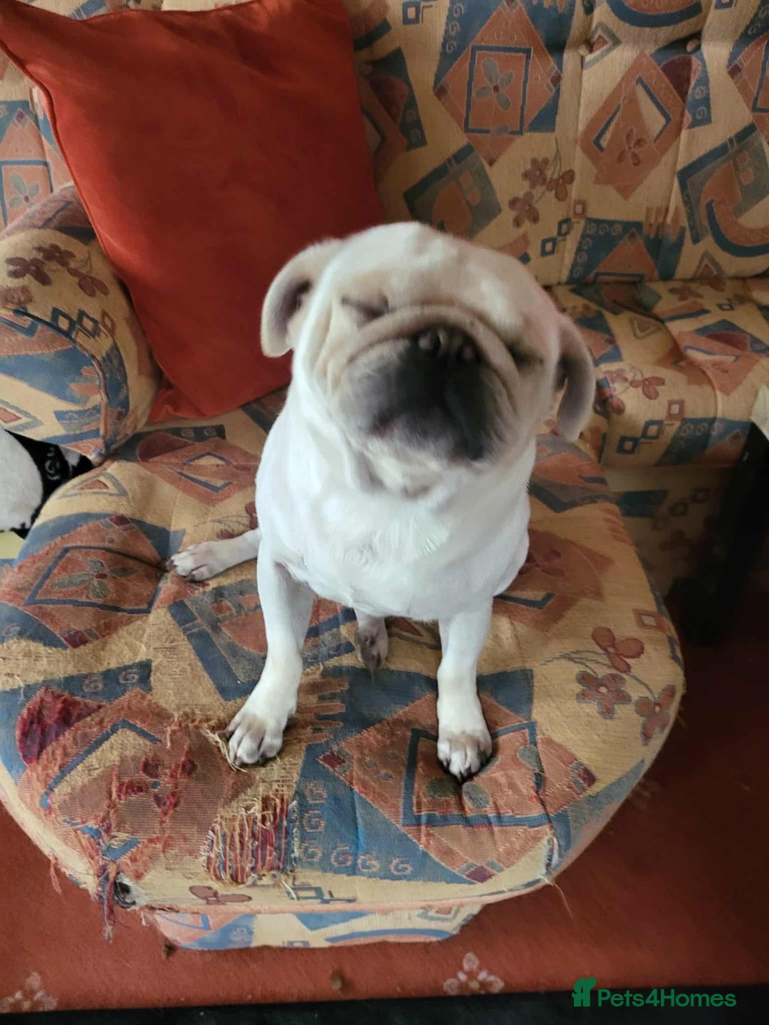 Pug dogs for sale: Male pug  - Image 6