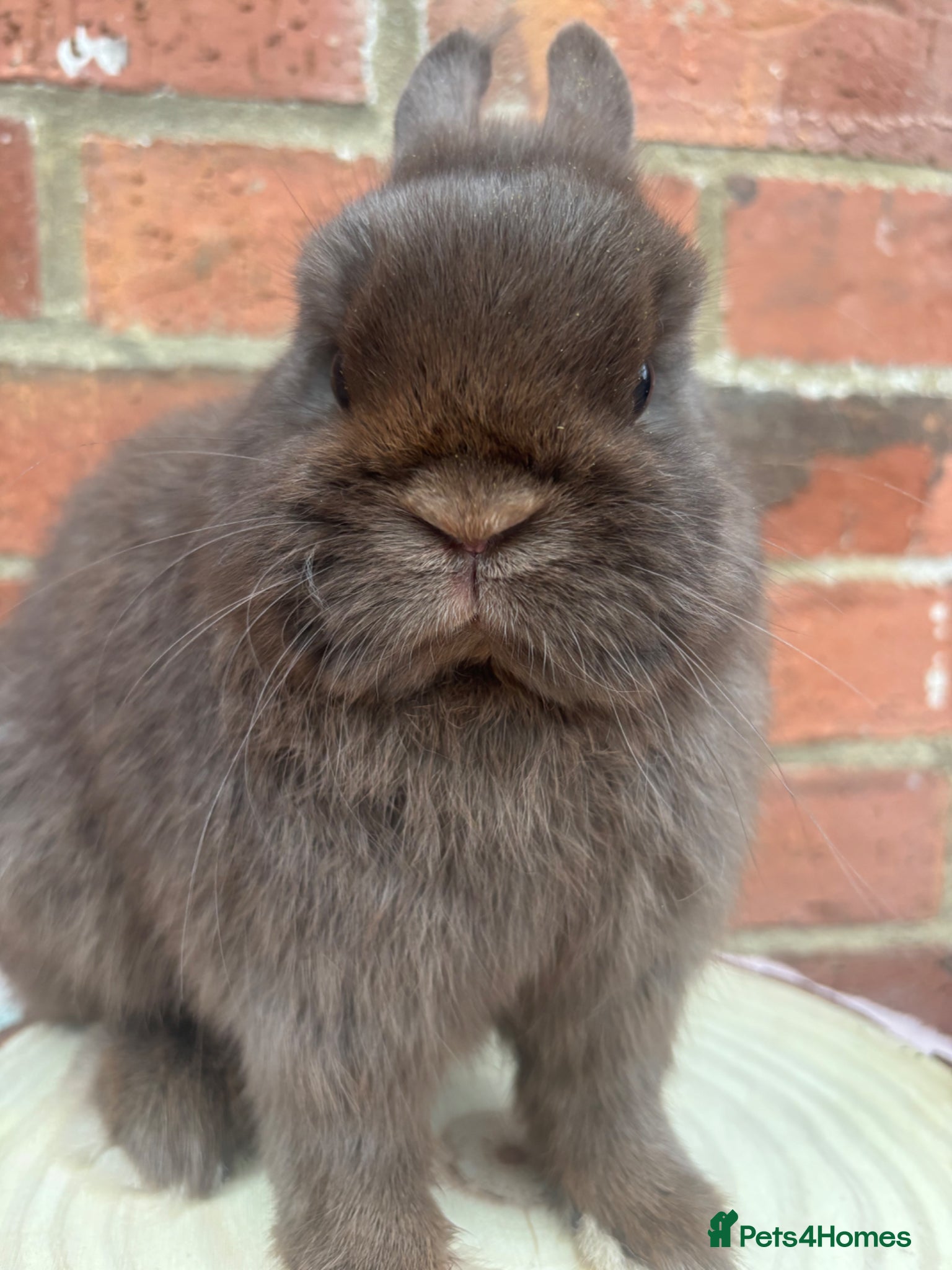 Netherland Dwarf rabbits Male and females pure bred Netherland dwarf  - Advert 2