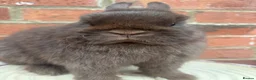 Netherland Dwarf rabbits for sale: Male and females pure bred Netherland dwarf  - Advert 1