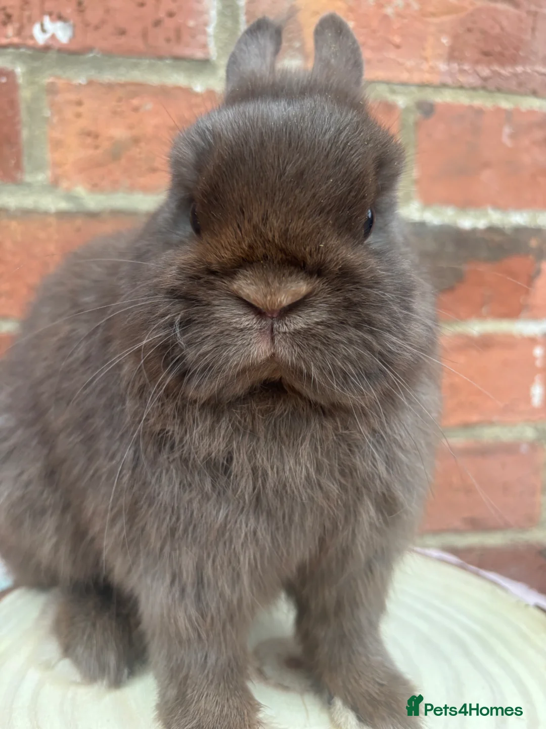 Netherland Dwarf rabbits for sale: Male and females pure bred Netherland dwarf  - Advert 1