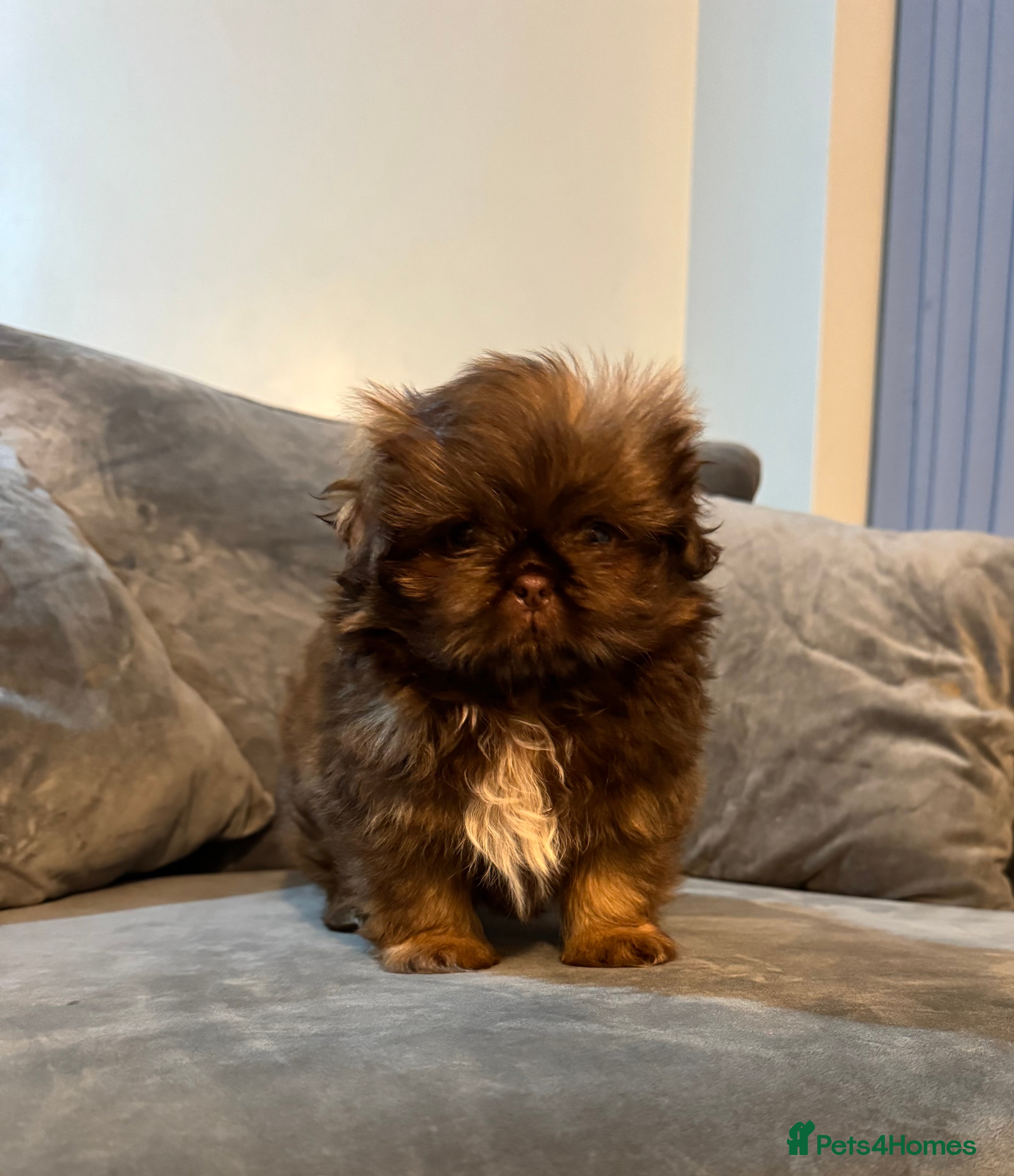 Shih Tzu dogs Chocolate imperial shihtzu puppies READY NOW - Advert 1