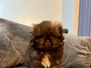 Shih Tzu dogs Chocolate imperial shihtzu puppies READY NOW - Advert 1
