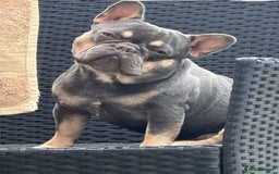 French Bulldog dogs for sale: Homie lines meet temple felson line  - Image 10