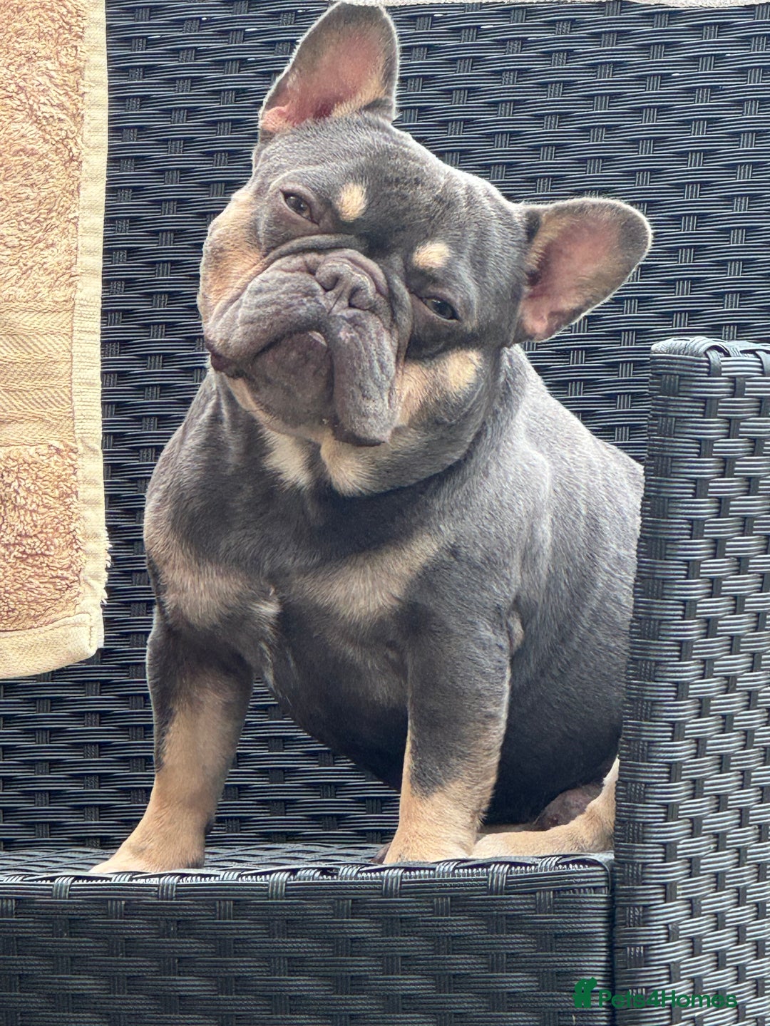 French Bulldog dogs for sale: Homie lines meet temple felson line  - Image 10