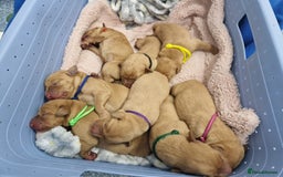 Labrador Retriever dogs for sale: KC Reg Fox-red Lab puppies, working type - Image 11