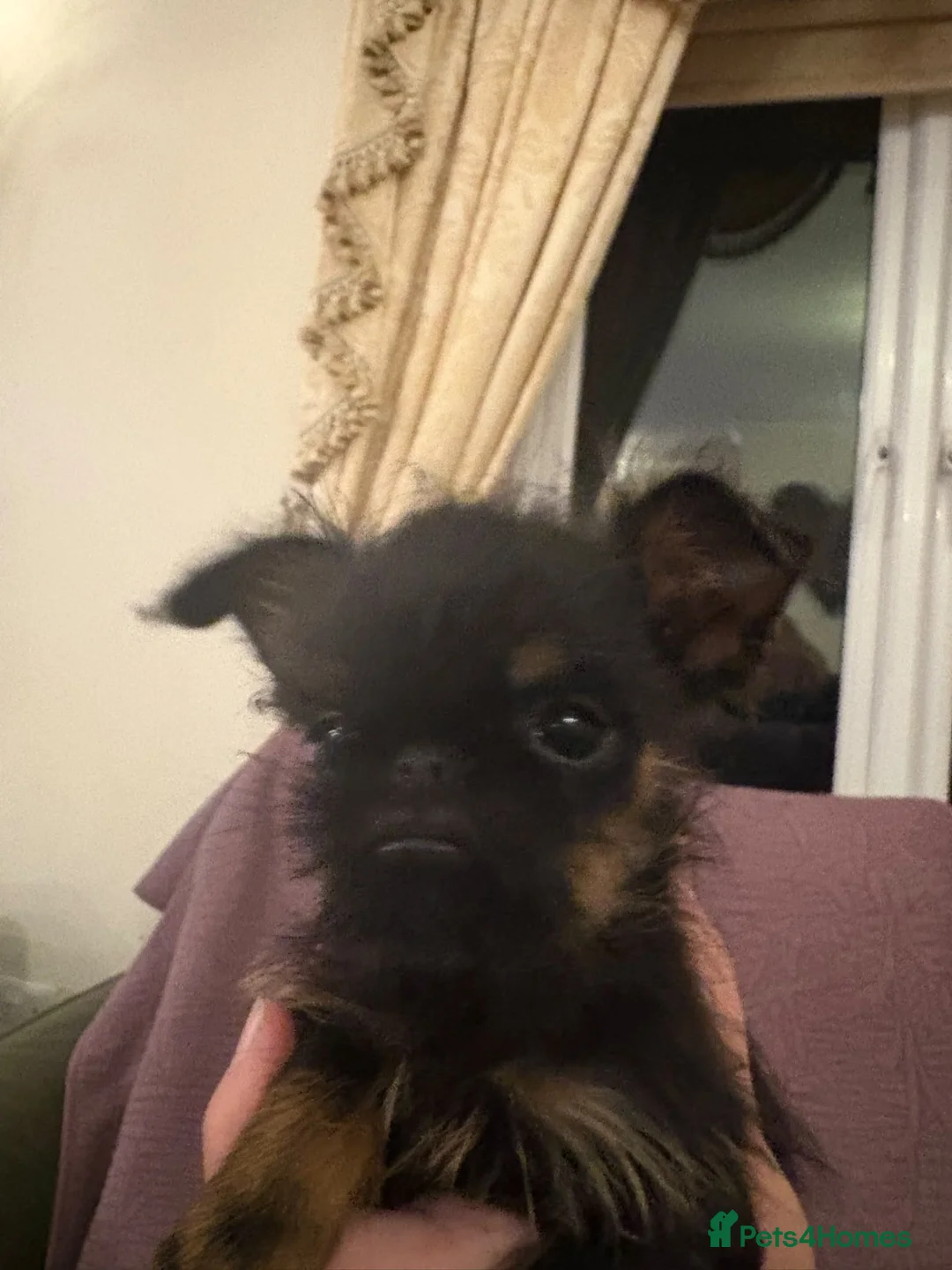 Griffon Bruxellois dogs for sale: Griffon bruxellois girl for sale  in Sittingbourne - Advert 2