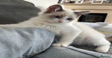 Ragdoll cats in Taunton - Advert 4