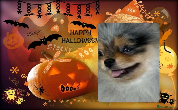 Pomeranian dogs in Bedford - Advert 1