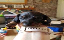 Dachshund dogs for sale: READY NOW Dachshund Puppies - Image 7