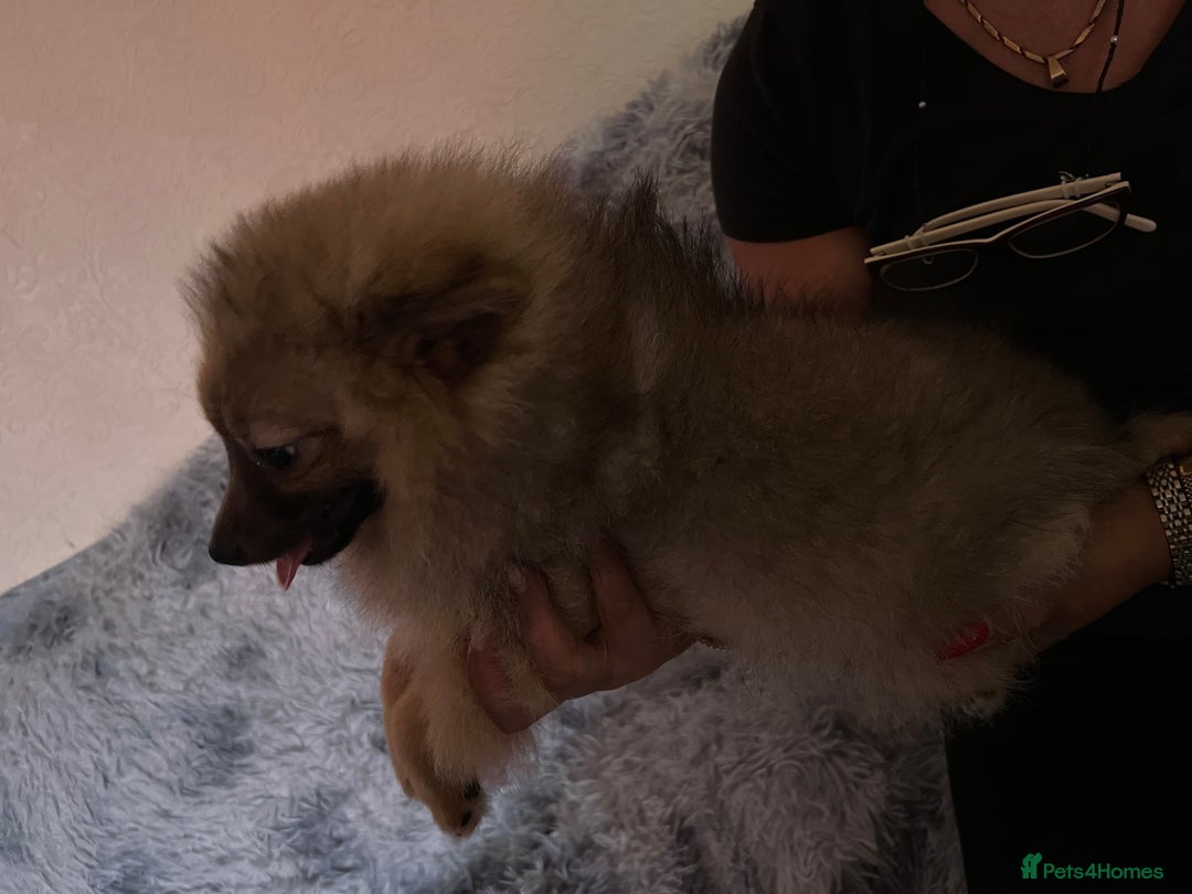 Pomeranian dogs for sale: Pomeranian girls and boys available  - Image 4
