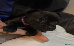 Staffordshire Bull Terrier dogs for sale: Staffy pups  - Image 12