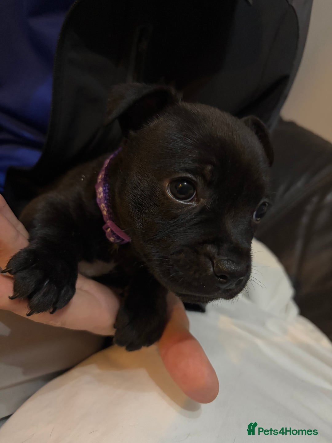 Staffordshire Bull Terrier dogs for sale: Staffy pups  - Image 12
