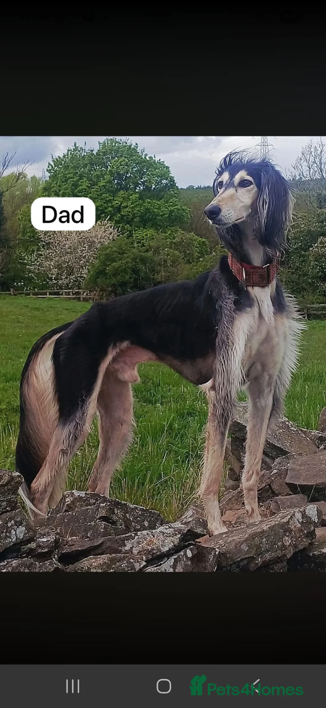 Saluki dogs for sale: Stunning Saluki Pups - Advert 7