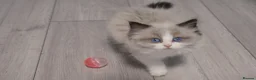 Ragdoll cats for sale: Champion European R-Bloodline Ragdoll Kittens - Advert 15